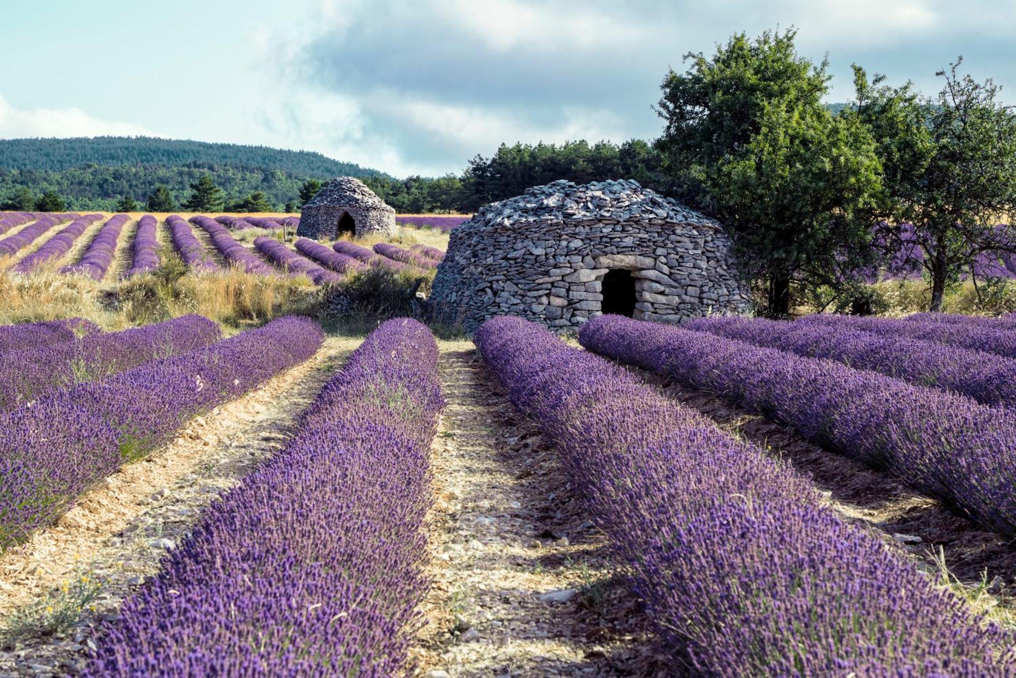 Le Cabanon Des Lavandes Entre Mont Ventoux Et Luberon Sault-de-Vaucluse Buitenkant foto